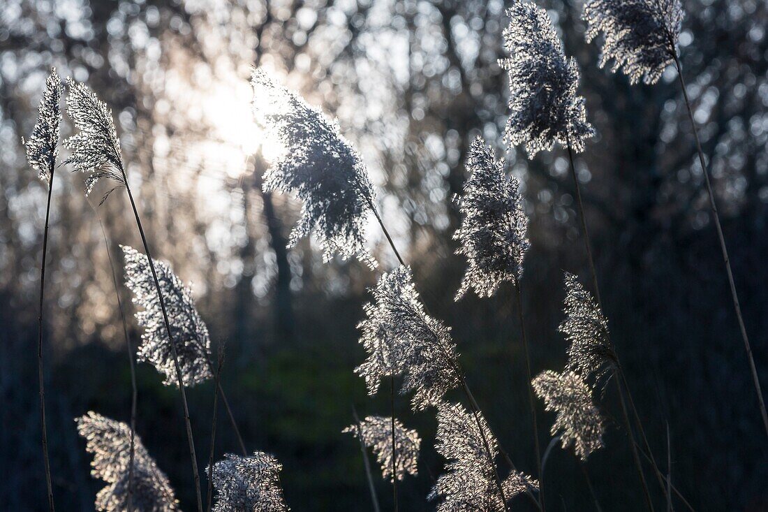 France, Auvergne, Forest of Tronçais (Forêt de Tronçais), Pampas grass, Cortaderia selloana