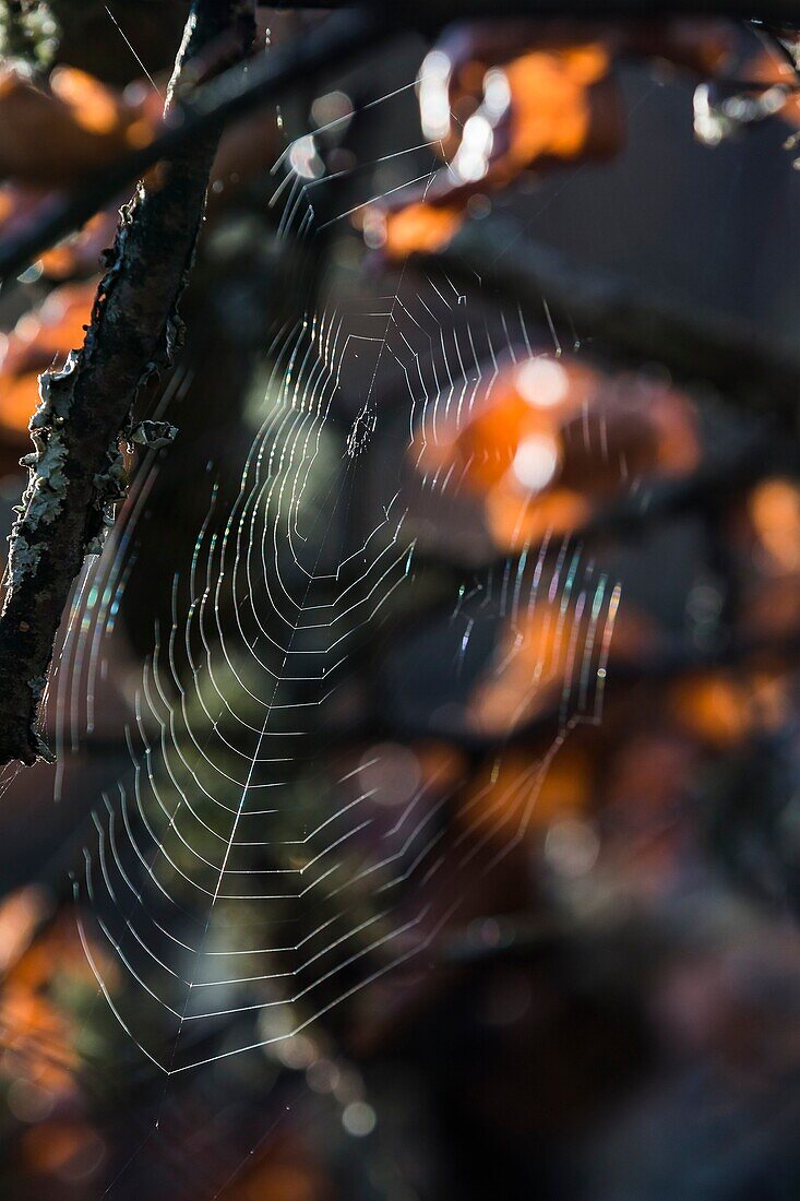 France, Auvergne, Forest of Tronçais (Forêt de Tronçais), Spider web