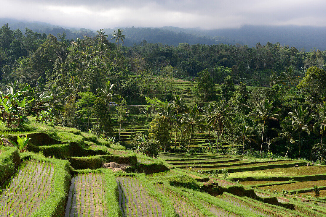 landscape rice terraces in Bali island, Indonesia, South East Asia