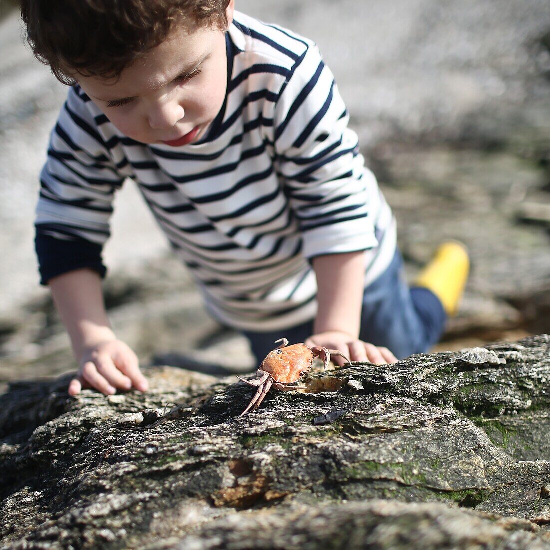 3 years old boy looking at a crab near the beach