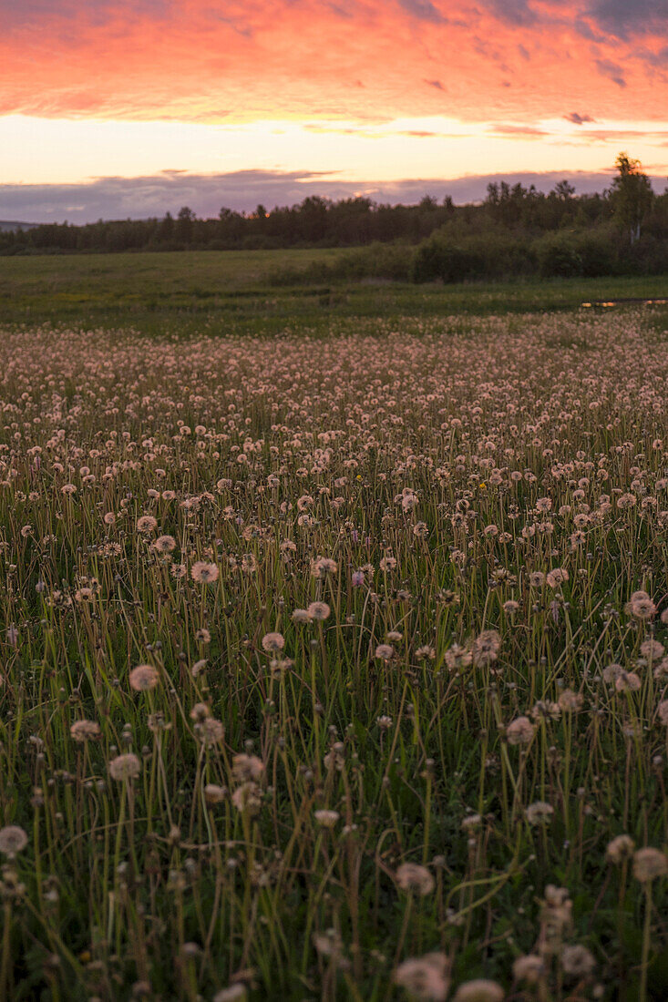 Tall weeds growing in rural field