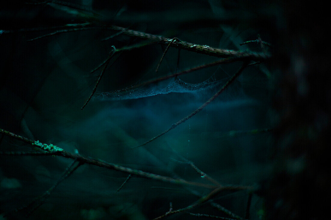 Close up of cobwebs on branches in dark forest