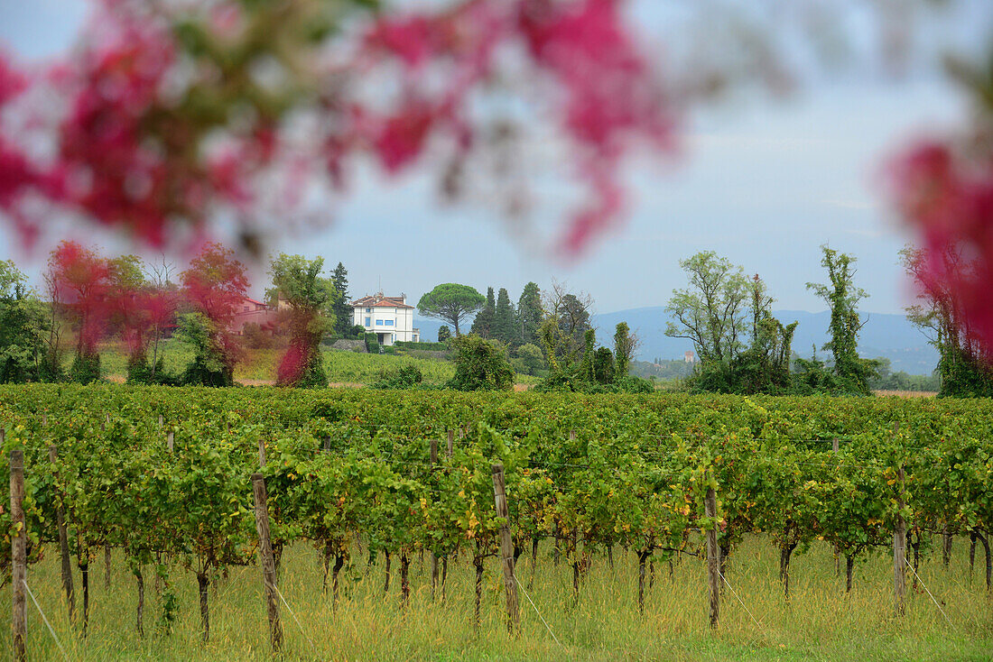 Winearea Collio near Cormons, Friuli, North Italy, Italy