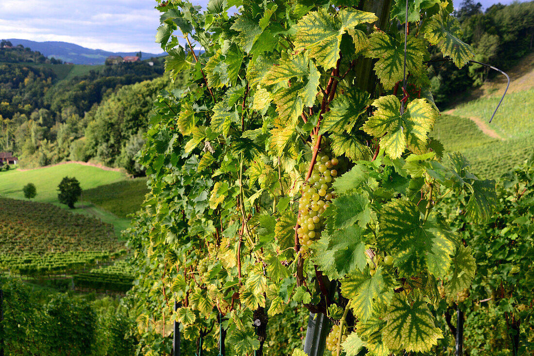 Weinberge an der Südsteierische Weinstraße bei Gamlitz, Steiermark, Österreich