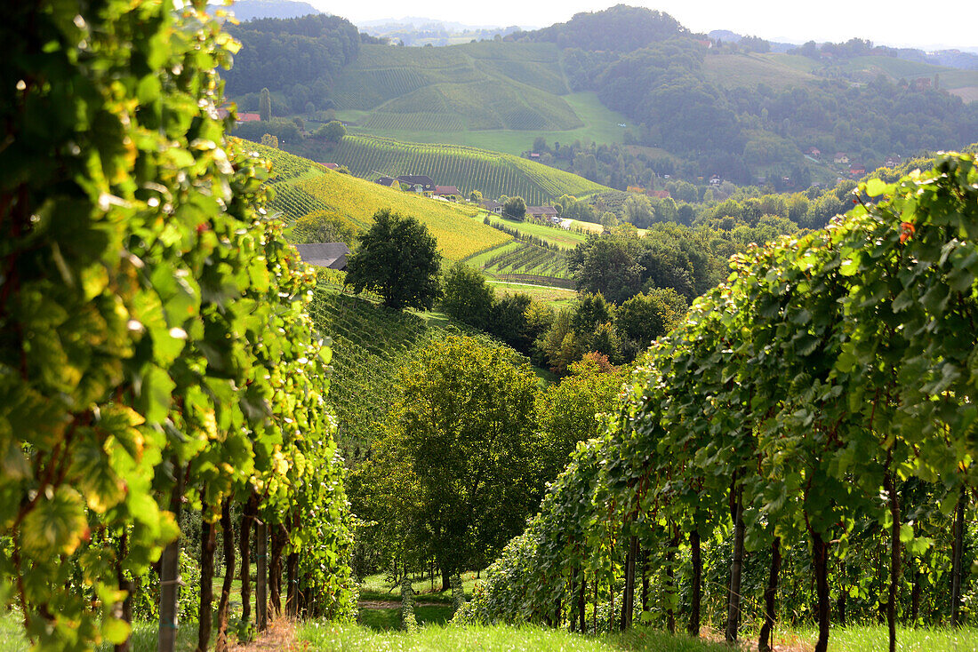 Weinberge an der Südsteierische Weinstraße bei Gamlitz, Steiermark, Österreich