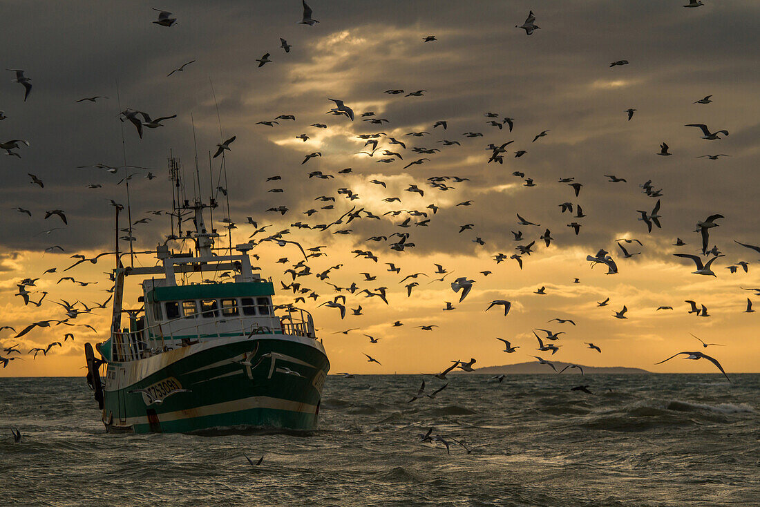 fishermen coming back with their boat, the seagulls eagerly await and then savour the fish wastes with a radiant sunset as a backdrop, camargue, france