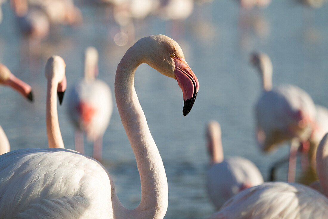 pink flamingos in the ornithological park pont de gau in saintes-maries-de-la-mer, bouches du rhone (13), camargue, france