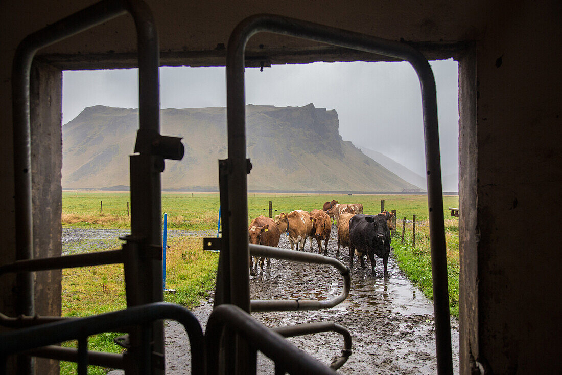 cows on a farm near the eyjafjallajokull volcano, thorvaldseyri, hvolsvollur, southern iceland, europe