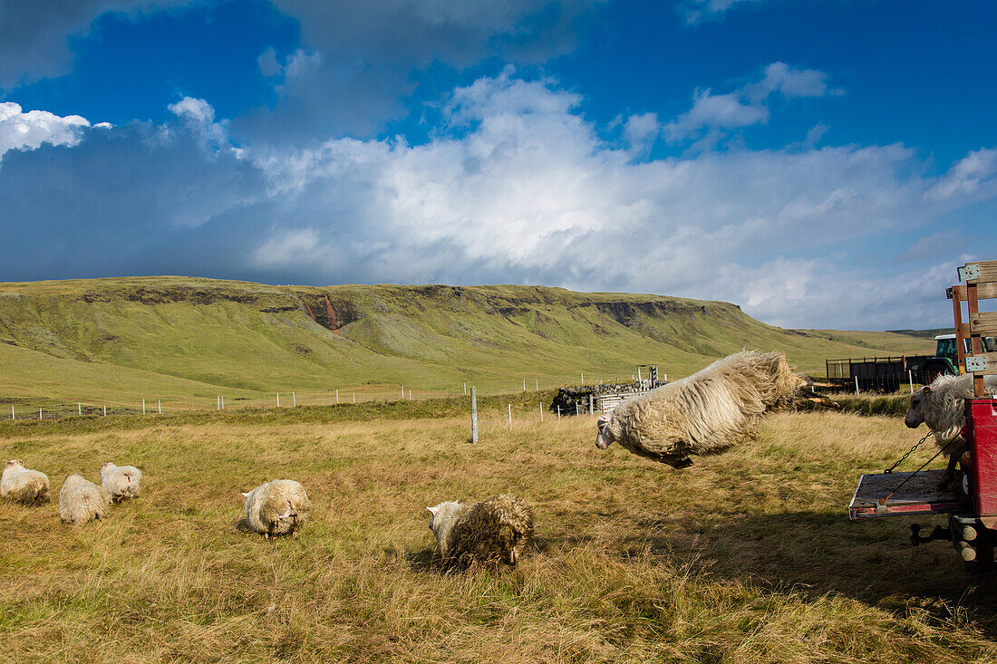 icelandic farmer during the round-up of sheep called the rettir, iceland, europe