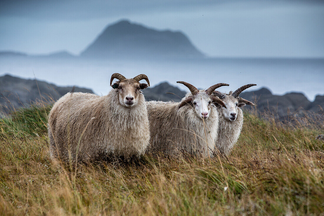 three sheep with four horns, hafnarnes, hofn, eastern fjords, iceland, europe