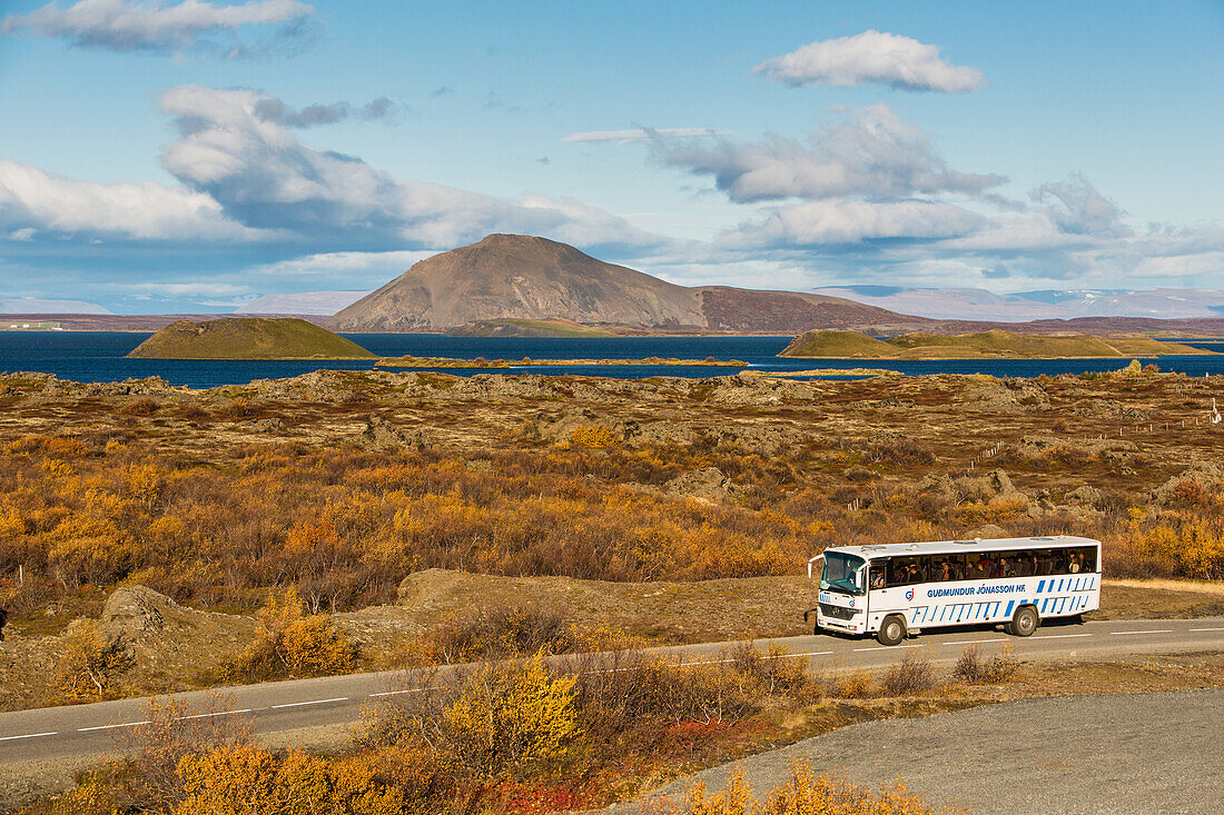 tourist bus, skutustadir is a group of pseudo-craters situated to the south of myvatn lake, northern iceland in the area around the volcano krafla, iceland, europe
