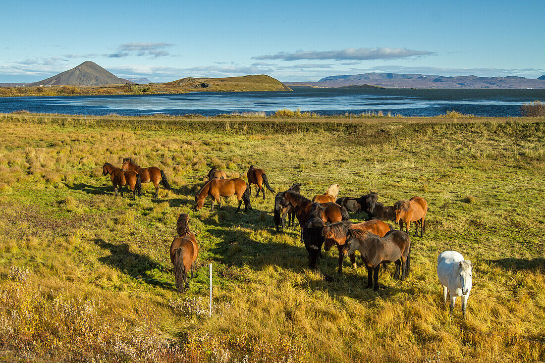 horses in skutustadir, a region of pseudo-craters situated to the south of myvatn lake, northern iceland in the area around the volcano krafla, iceland, europe