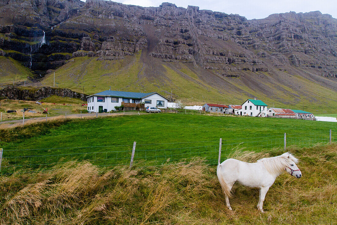 horse in front of a farm, eastern fjords, iceland, europe