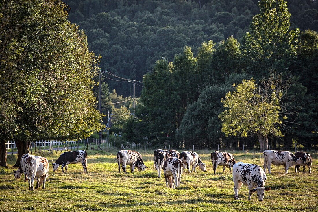 herd of normandy cows, brionne (27), france
