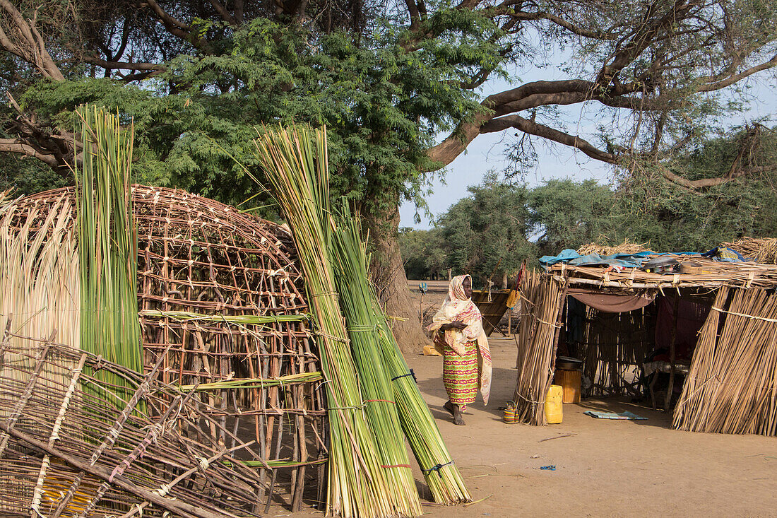 hut homes of eucalyptus stalks and reed leaves under construction, goumel, fulani village of pastoral nomads, senegal, west africa
