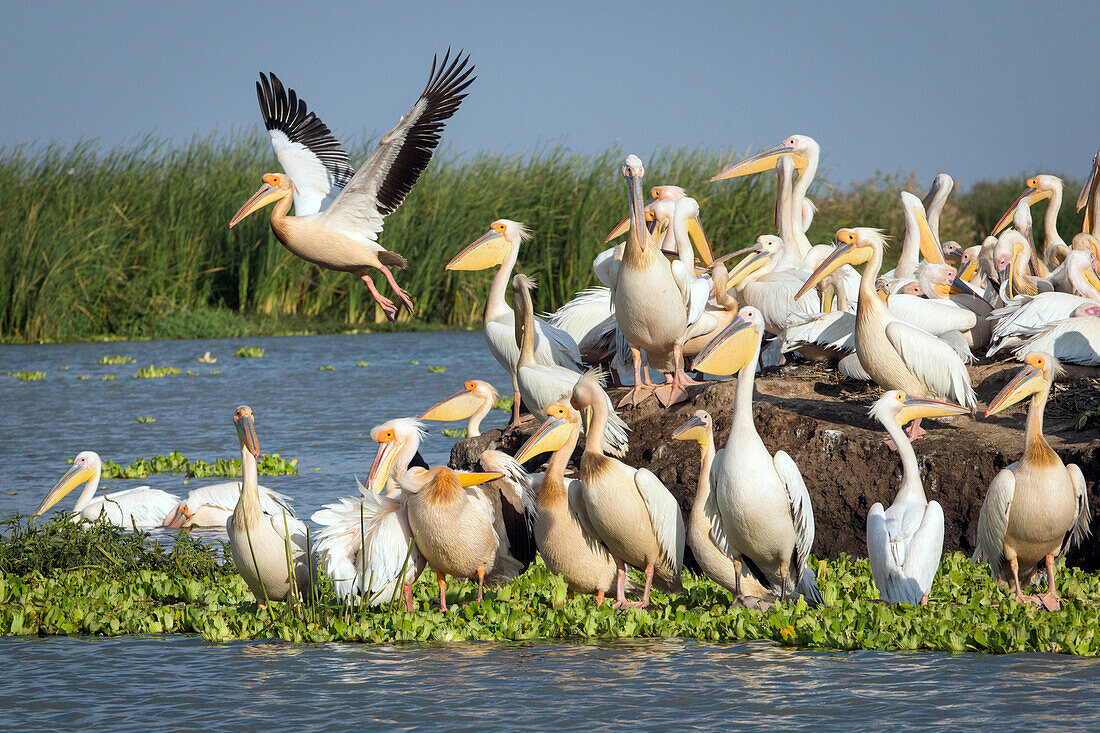 gathering of white pelicans, djoudj national bird park, third biggest ornithology reserve in the world, listed as a world heritage site by unesco, senegal, west africa