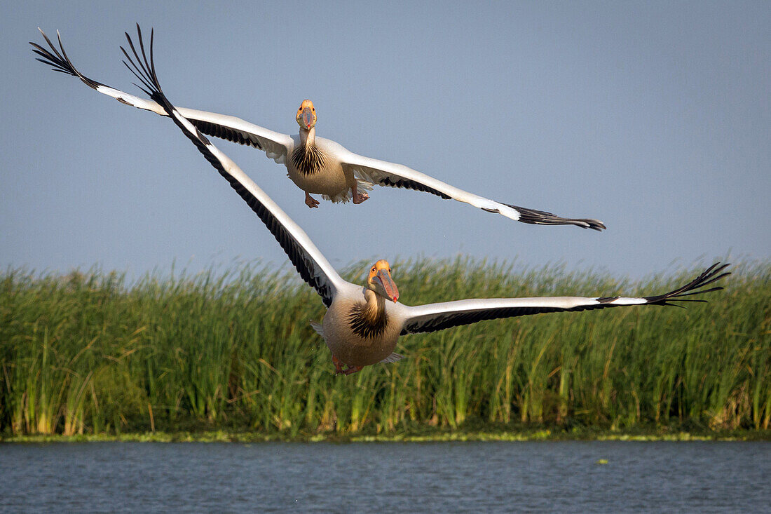 white pelicans, djoudj national bird park, third biggest ornithology reserve in the world, listed as a world heritage site by unesco, senegal, west africa