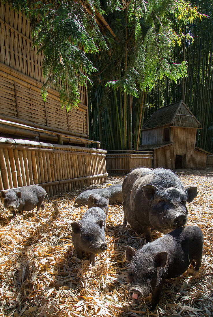 laotian pigs on the farm, the bamboo plantation of anduze, giant bamboos more than 20 meters high and japanese and laotien-inspired botanical garden, generargues (30), france