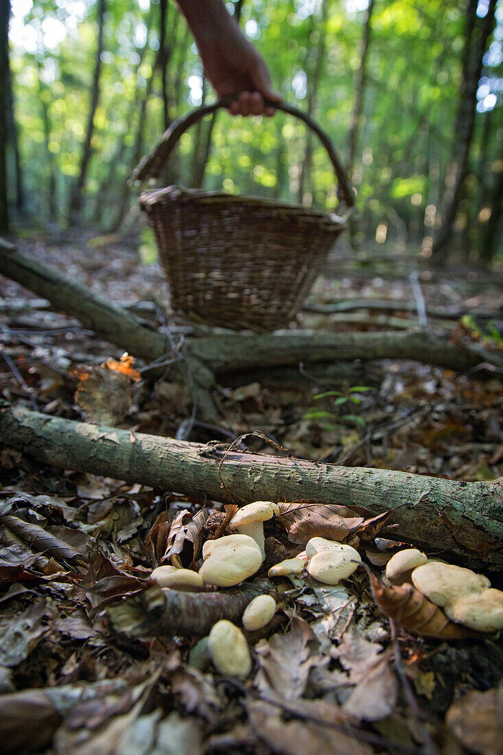 gathering edible mushrooms (sweet tooth, wood hedgehog, hedgehog mushroom) in the forest of conches-en-ouche, eure (27), france