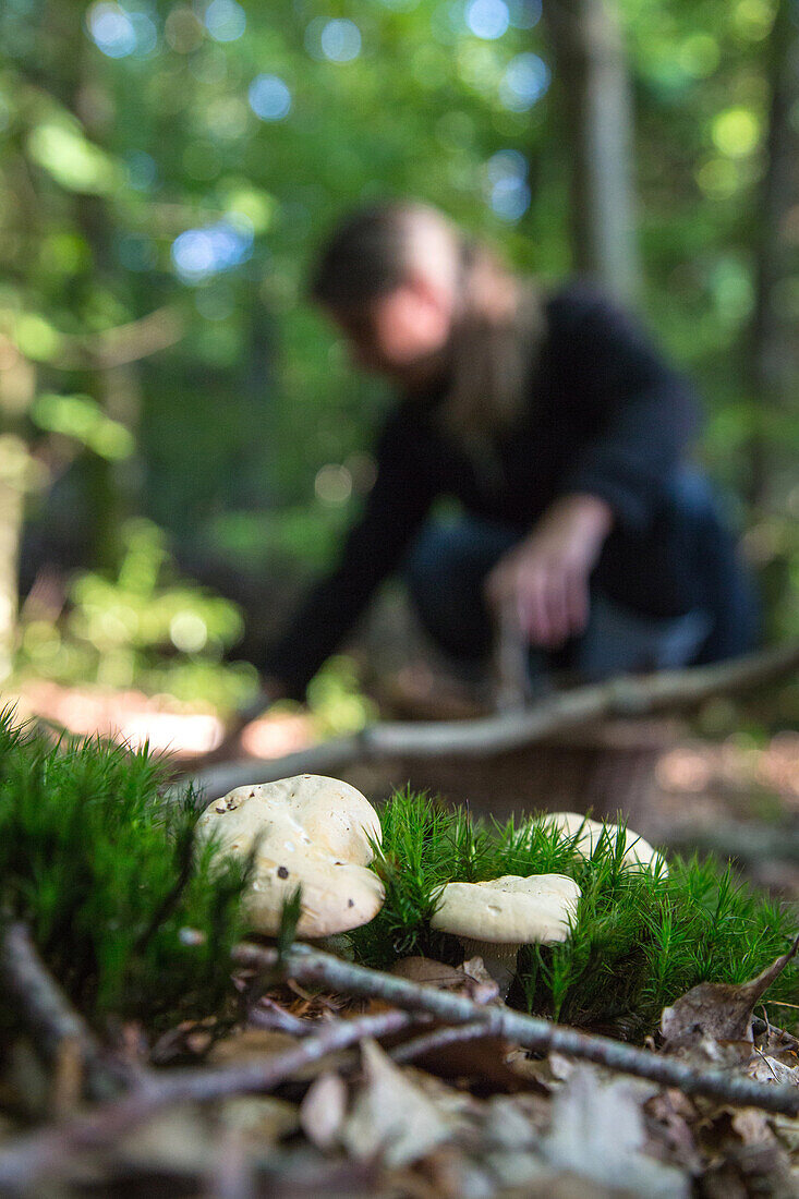 gathering edible mushrooms (sweet tooth, wood hedgehog, hedgehog mushroom) in the forest of conches-en-ouche, eure (27), france