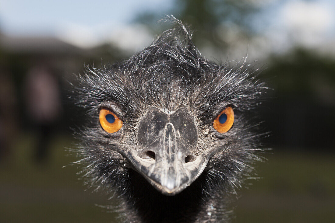 Grosser Emu, Dromaius novaehollandiae, Brisbane, Australien
