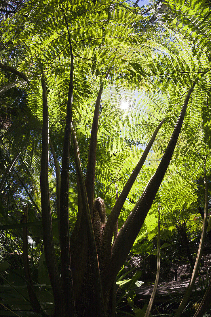 Tree Fern in City Botanic Garden, Cyatheales, Brisbane, Australia