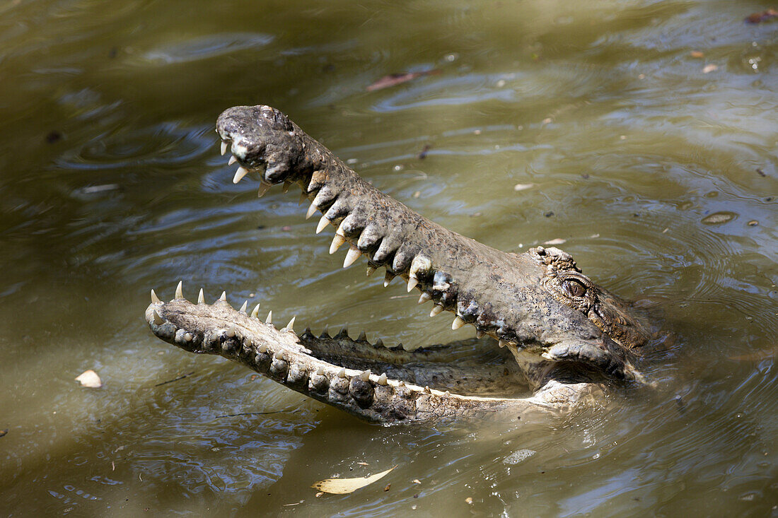 Australien-Krokodil, Crocodylus johnstoni, Queensland, Australien