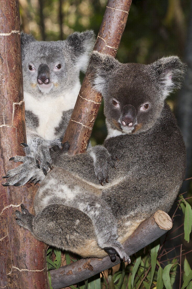Koala, Mother and Joey, Phascolarctos cinereus, Queensland, Australia