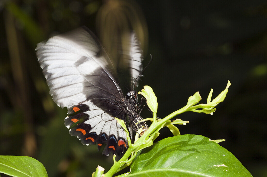 Weiblicher Garten-Schwalbenschwanz ritterfalter, Papilio aegeus aegeus, Queensland, Australien