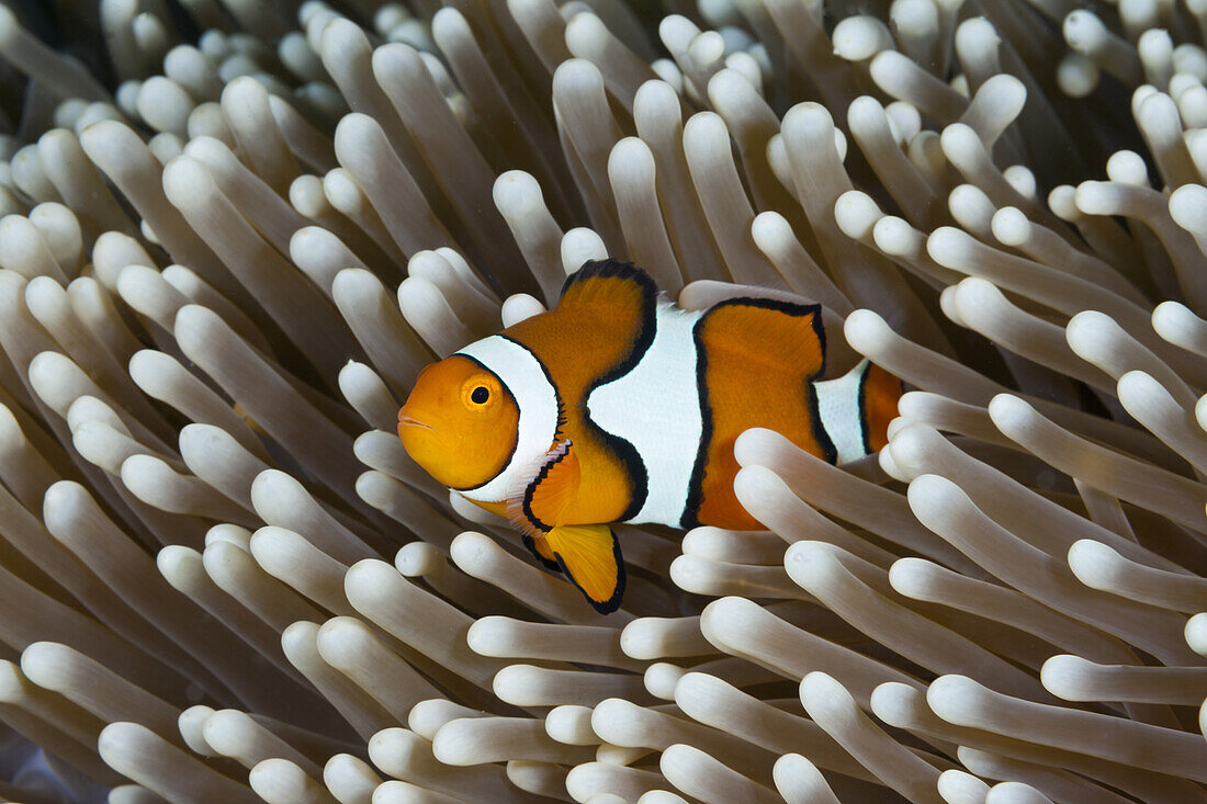 Echter Clown-Anemonenfisch, Amphiprion percula, Great Barrier Reef, Australien