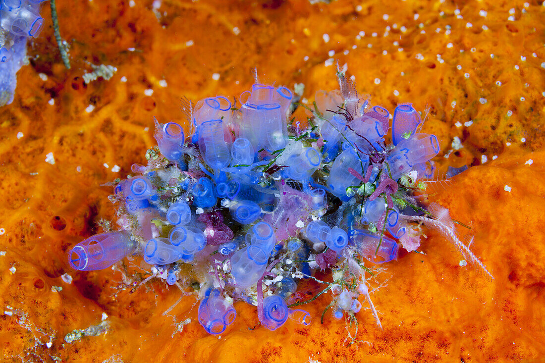 Blaue Seescheiden, Clavelina sp., Florida Islands, Salomonen