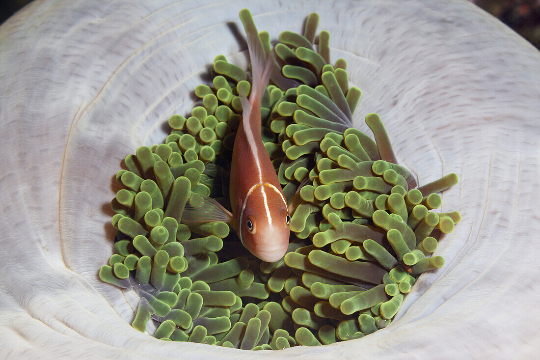 Pink Anemonefish, Amphiprion perideraion, Florida Islands, Solomon Islands