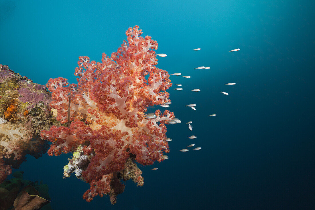 Soft Corals growing on Wreck of the Anne, Russell Islands, Solomon Islands