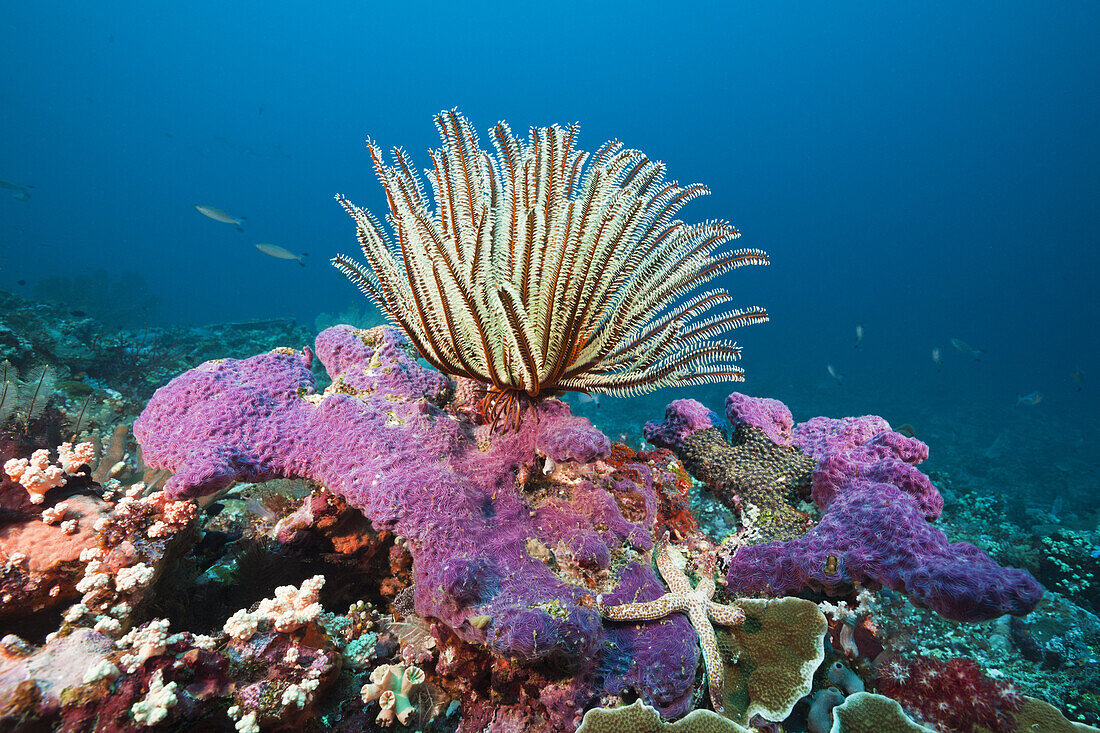 Korallenriff mit Federstern, Florida Islands, Salomonen