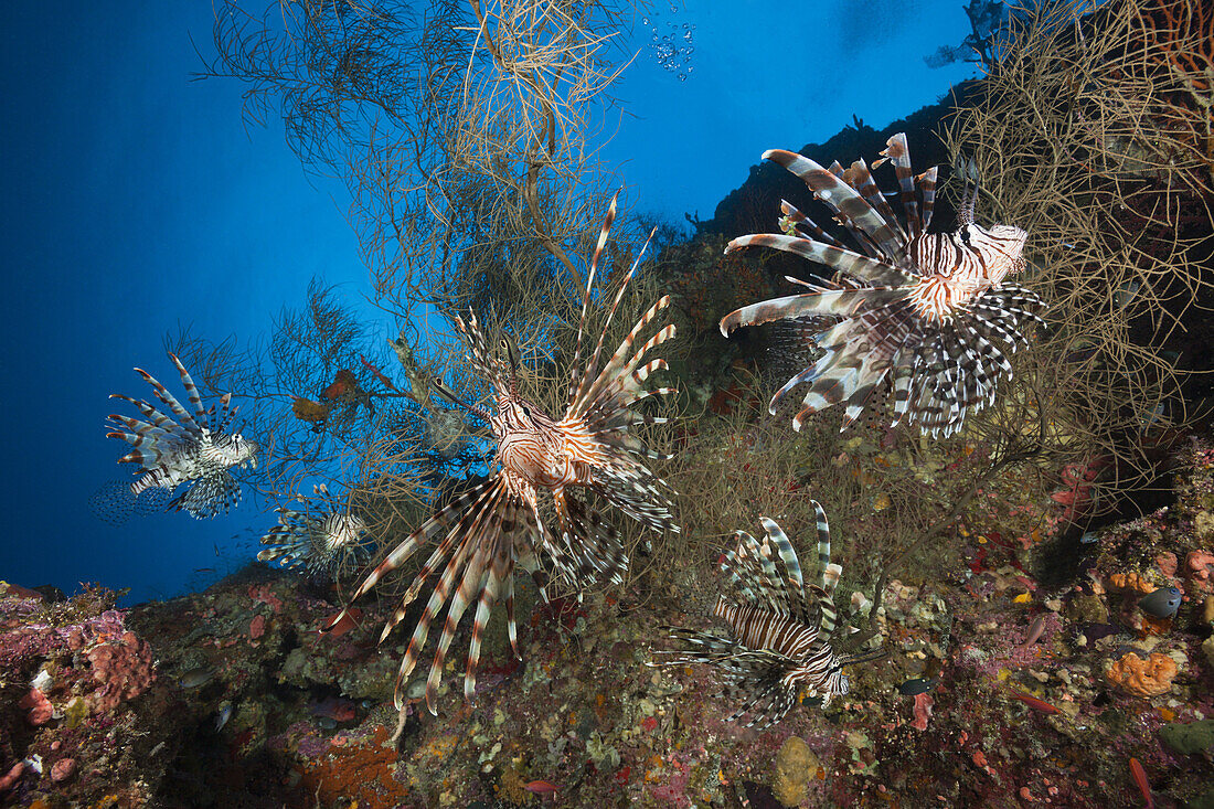 Red Lionfish, Pterois volitans, Marovo Lagoon, Solomon Islands