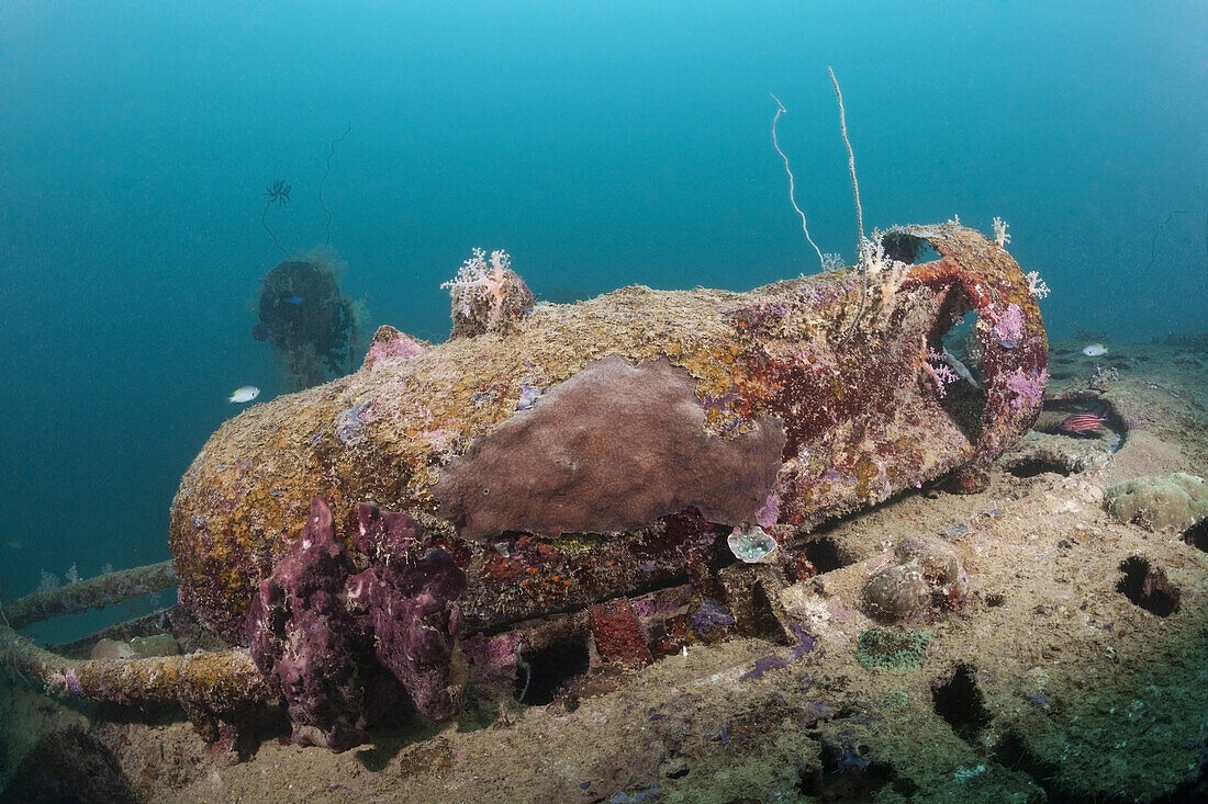 Scharfe Bombe am Dauntless Dive Bomber Flugzeugwrack, Marovo Lagune, Salomonen