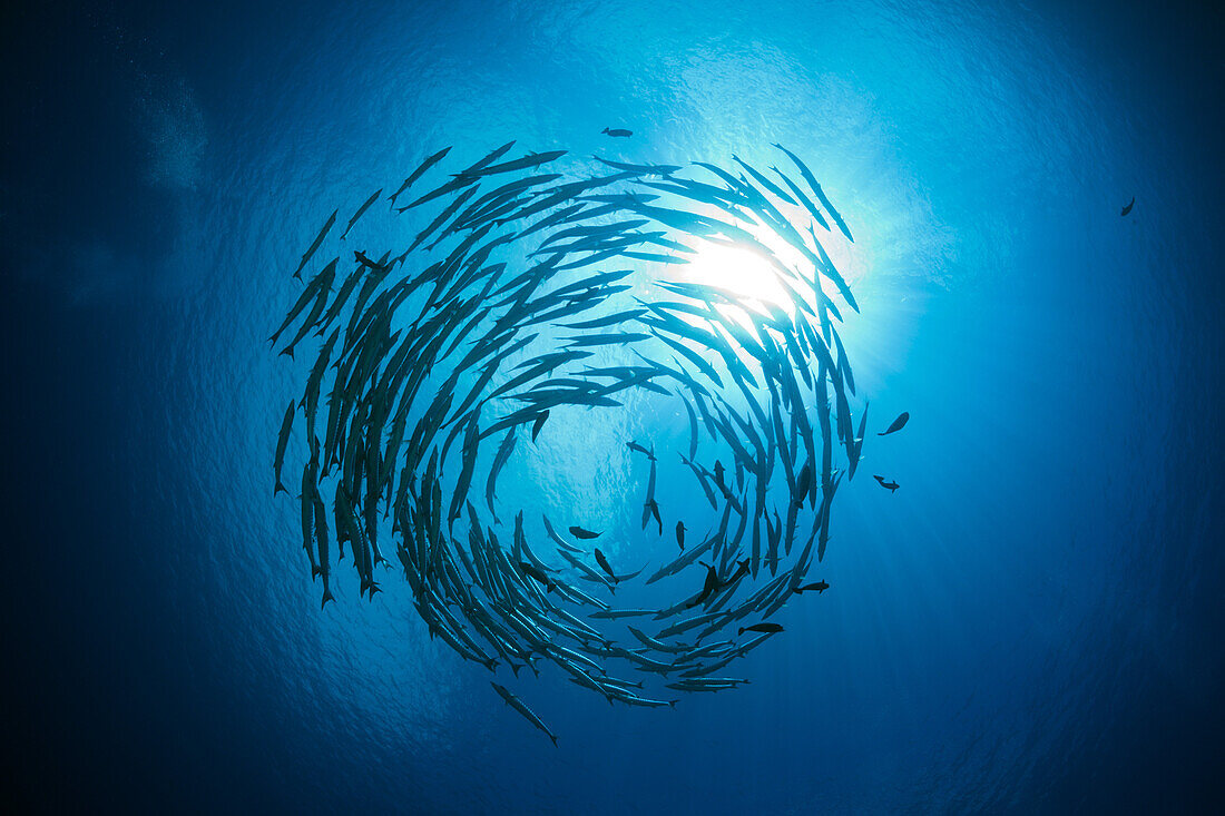 Schooling Blackfin Barracudas, Sphyraena qenie, Mary Island, Solomon Islands