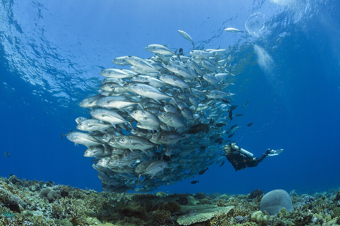 Diver and Shoal of Bigeye Trevally, Caranx sexfasciatus, Mary Island, Solomon Islands