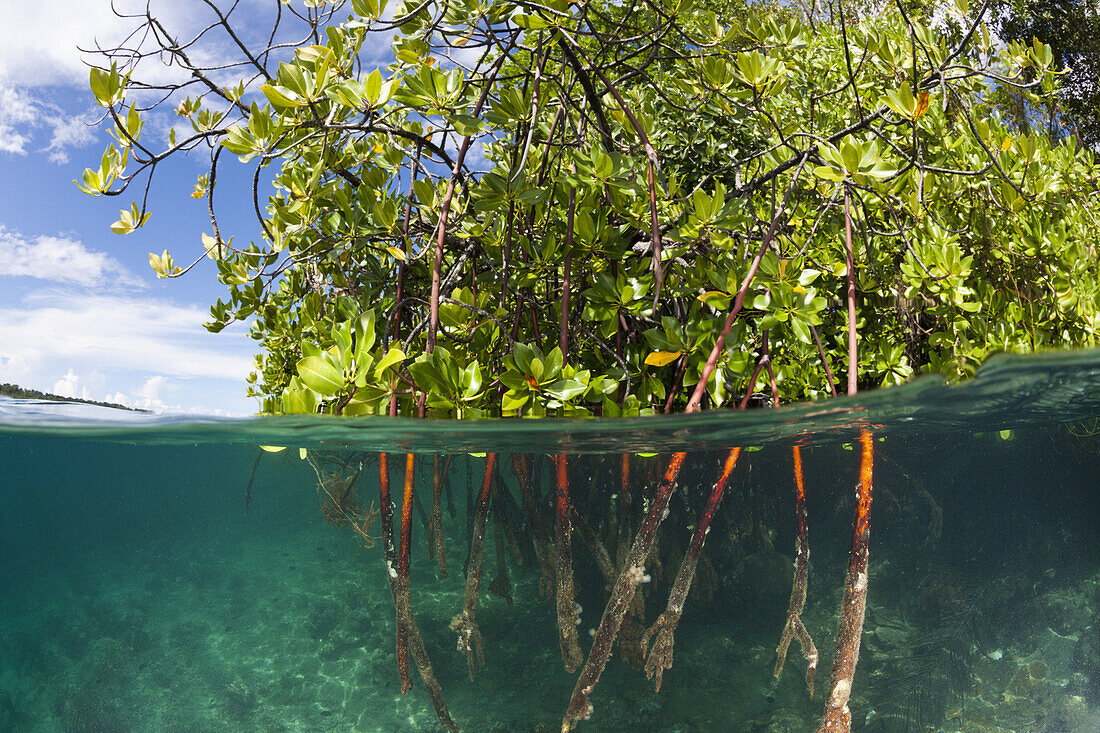 Stelzwurzeln eines Mangrovenbaumes, Rhizophora sp., Russell-Inseln, Salomonen