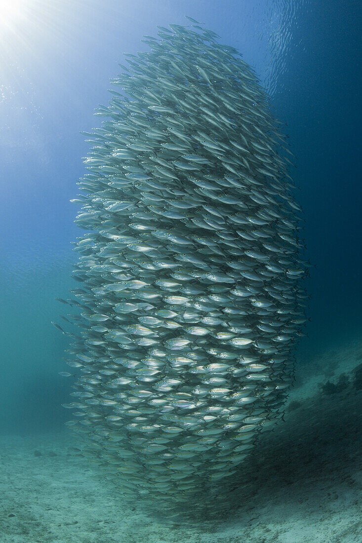 Schooling Oxeye Scad, Selar boops, Florida Islands, Solomon Islands