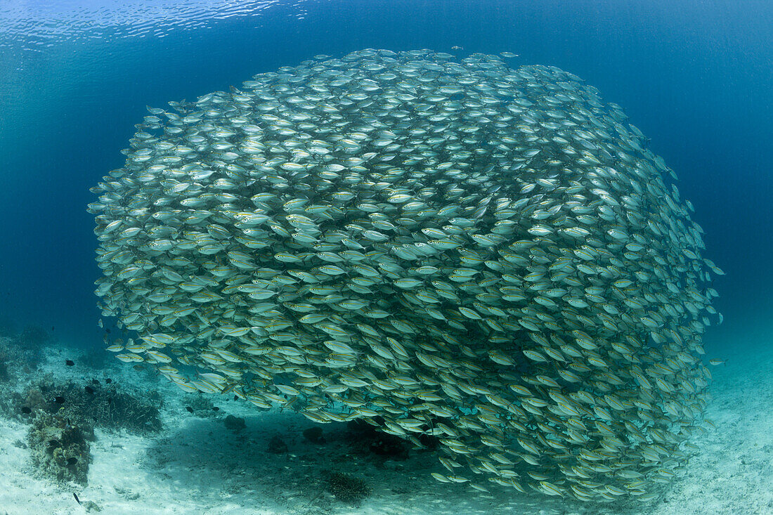 Schwarm Ochsenaugen-Makrelen, Selar boops, Florida Islands, Salomonen