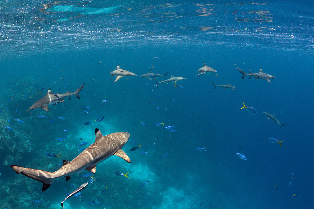 Schwarzspitzen-Riffhaie, Carcharhinus melanopterus, Marovo Lagune, Salomonen