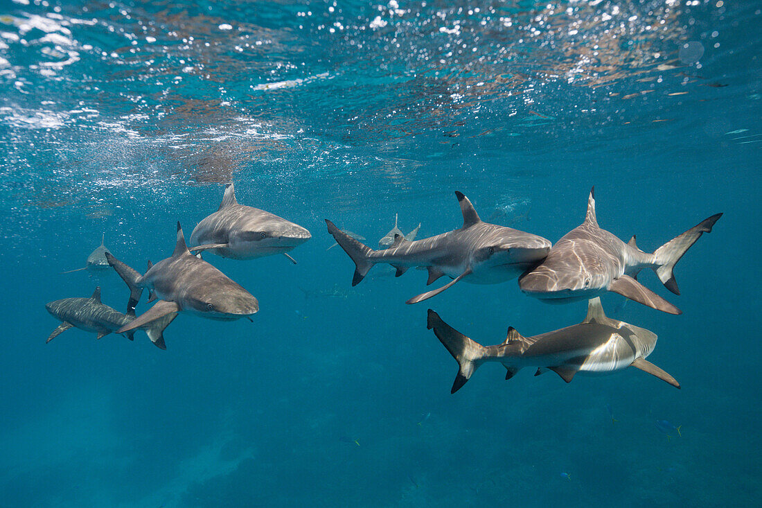 Schwarzspitzen-Riffhaie, Carcharhinus melanopterus, Marovo Lagune, Salomonen