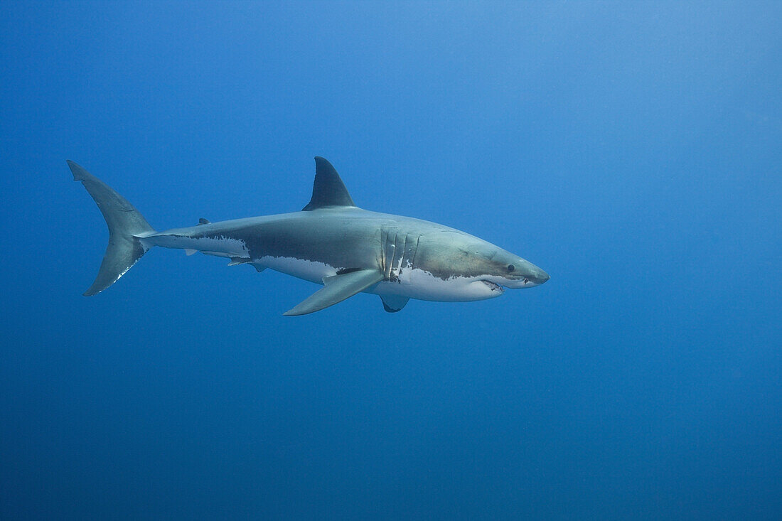 Great White Shark, Carcharodon carcharias, South Africa