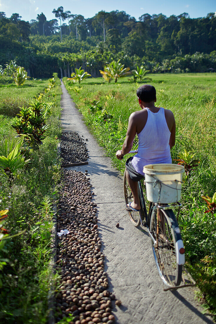 Cyclist on path near Village No. 7, rice fields, Havelock Island, Andaman Islands, Union Territory, India
