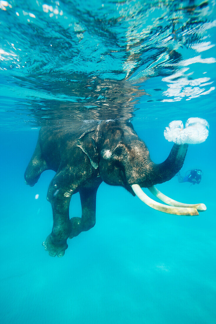 Schwimmender Elefant , Schnorchler und Taucher begleiten ihn, Havelock Island, Andaman Islands, Union Territory, India