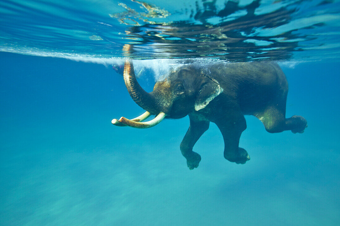 Schwimmender Elefant, Havelock Island, Andaman Islands, Union Territory, India