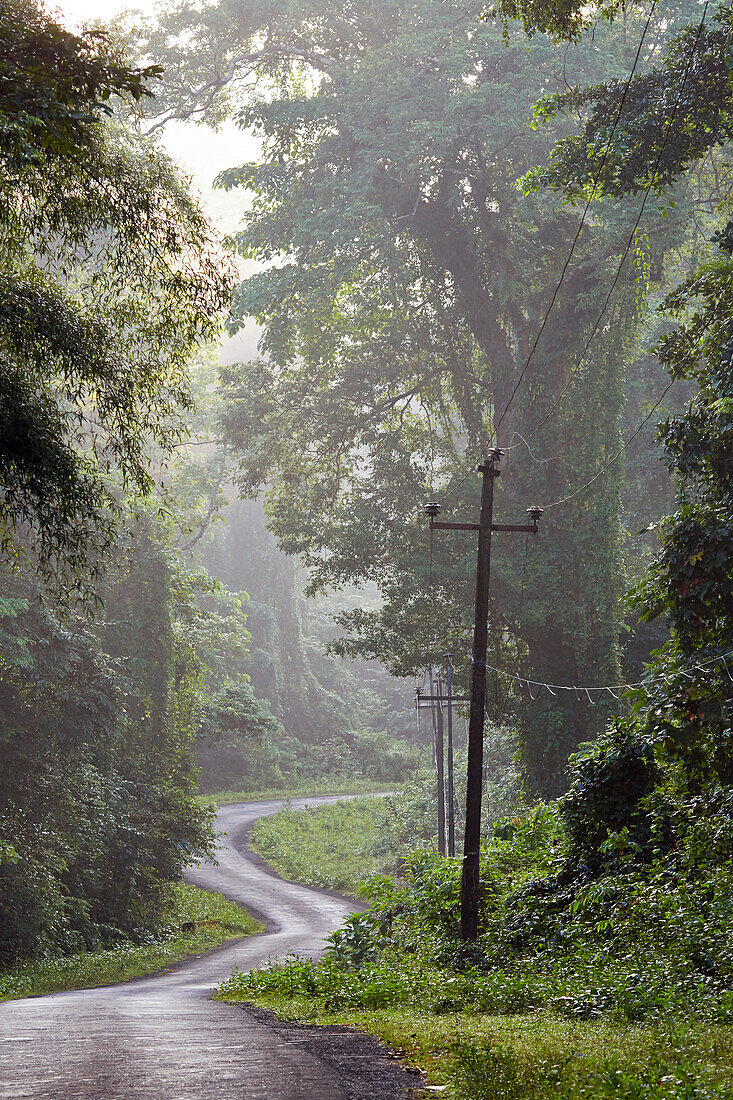 Great Andaman Trunk Road, about 20 - 30 km south of Diglipur, North Andaman, Andaman Islands, Union Territory, India