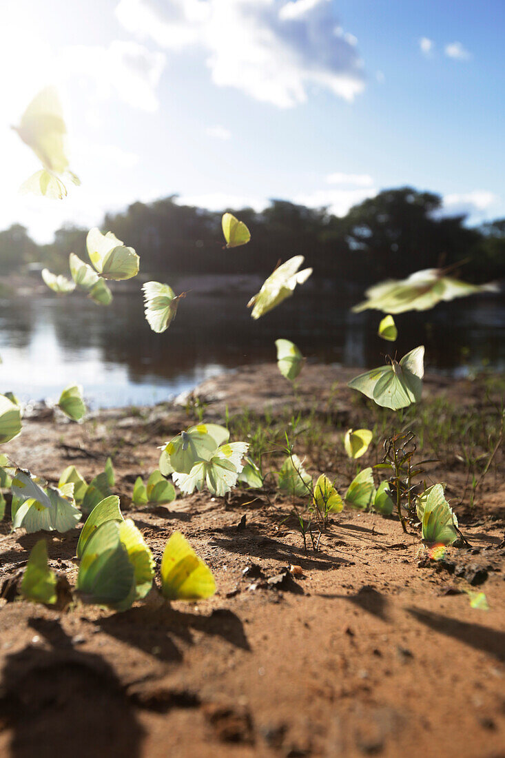 Butterflies along the riverbank of the Paraguacu, near the cave Poco Azul, east of the Chapada Diamantina National Park, Andarai, Bahia, Brazil