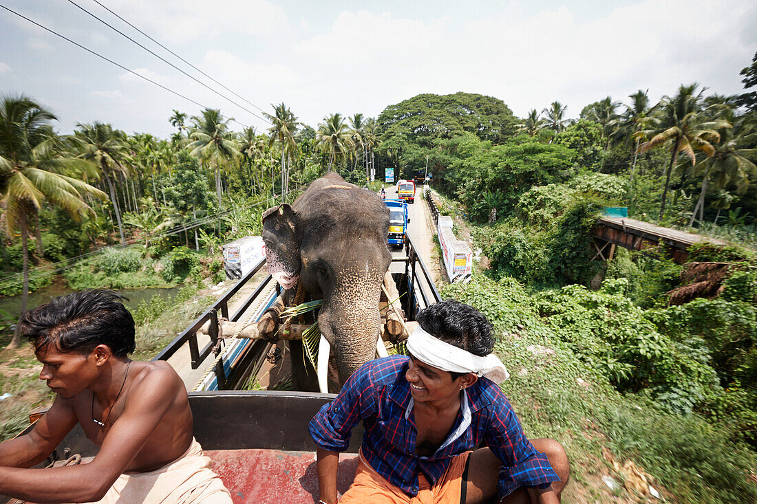 Tempelelefant auf fahrendem LKW, Mahouts fahren auf Fuehrerhaus, Elefant wird für 100.000 Rupien pro Tag für hinduistische Tempelfeste ausgeliehen, Landstrasse oestl. Chalakudy, Kerala, Western Ghats, Indien